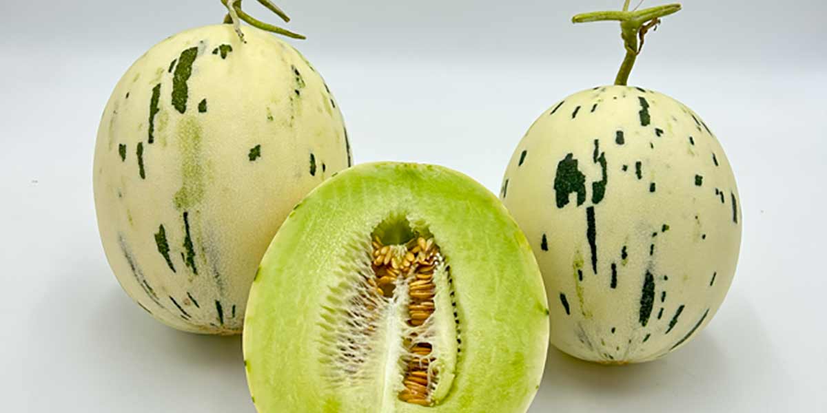 Levantia Seed inaugura il 2024 con una grande novità: il melone Midori